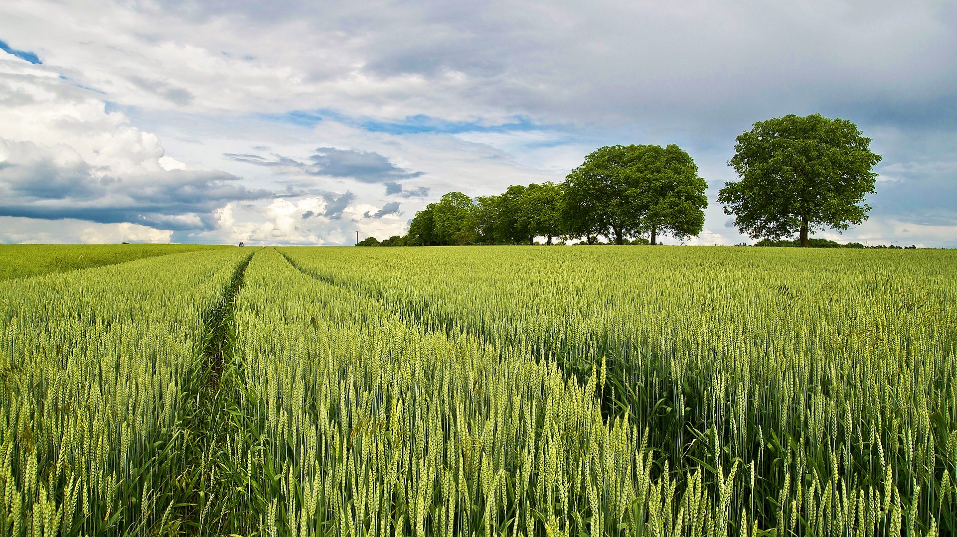 Se il grano germoglia bene, il raccolto sarà abbondante