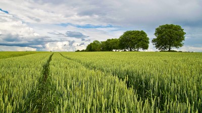 Se il grano germoglia bene, il raccolto sarà abbondante