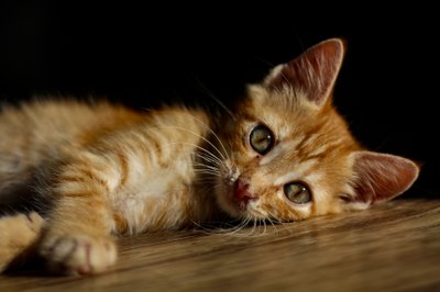 Se vuoi prenderti cura di un gatto rivolgiti a un rifugio
