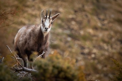 Serre Chevalier Vallée Briançon, incontri ravvicinati con la fauna locale © Zoom