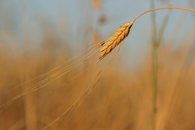 Spiga di farro.jpg
