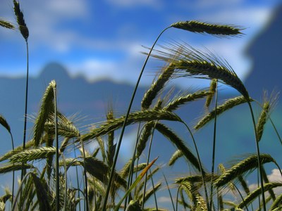 Spighe di grano