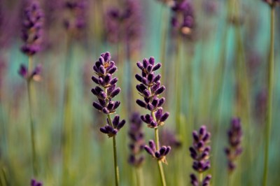 Spighe di lavanda