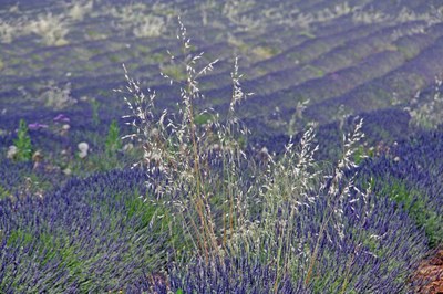 Steli tra i fiori di lavanda a Valensole © Gianni Ottonello