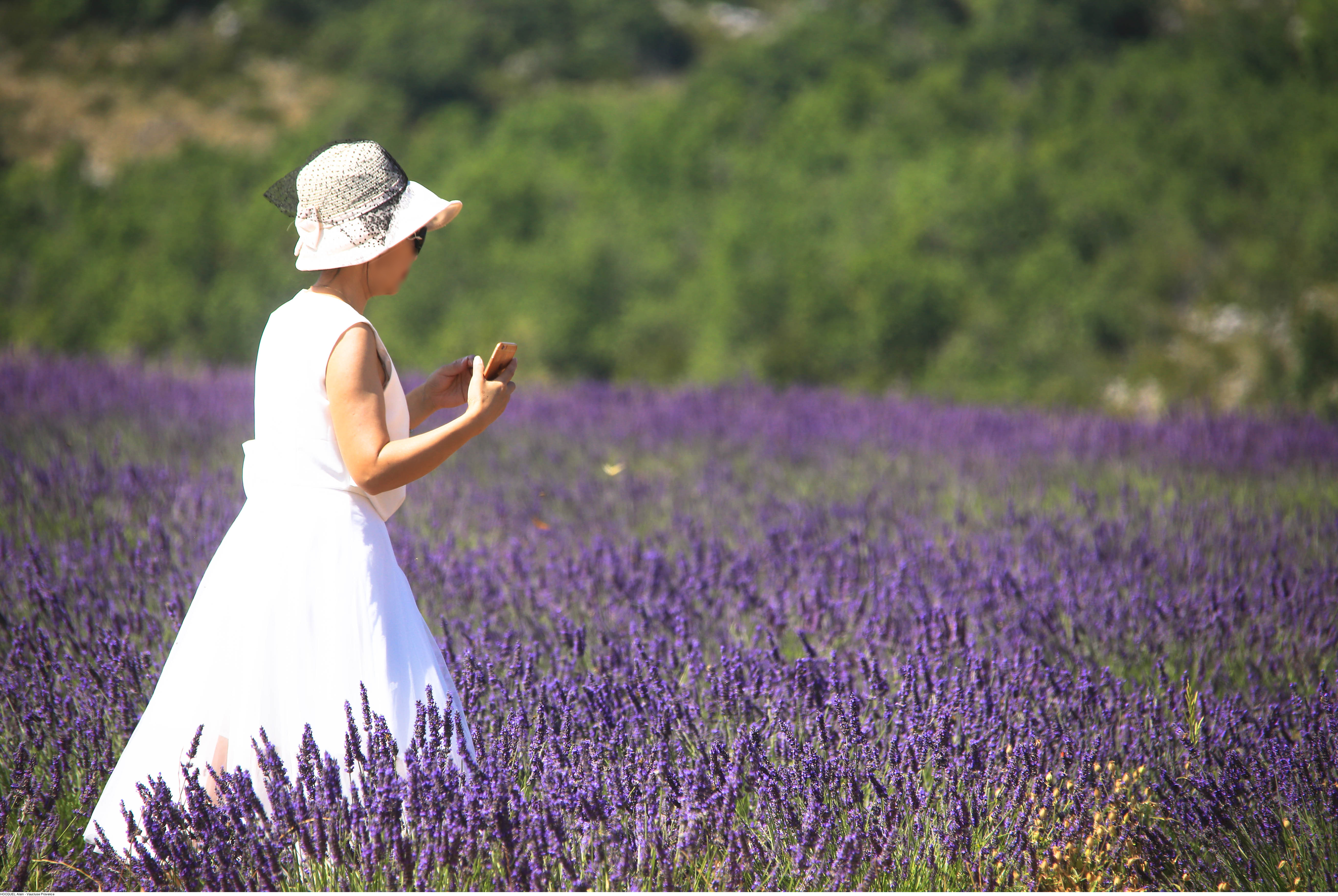 Tra la lavanda in fiore ©Alain Hocquel