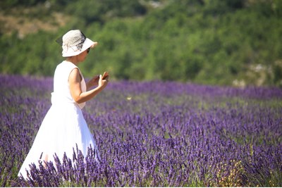 Tra la lavanda in fiore ©Alain Hocquel