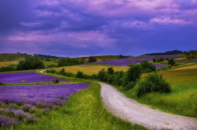 Tra verde e campi di lavanda