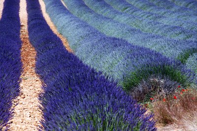 Tutte le sfumature della lavanda a Valensole © Gianni Ottonello