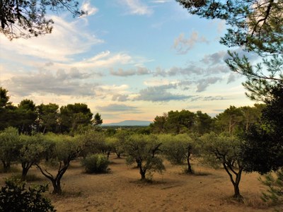 Uliveto nelle Alpilles