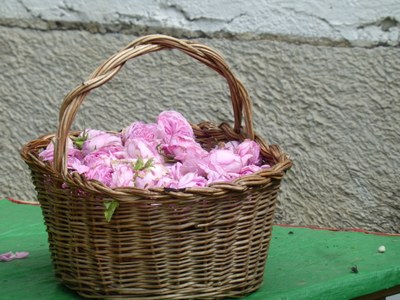 Un cesto di rose pronte per la distillazione