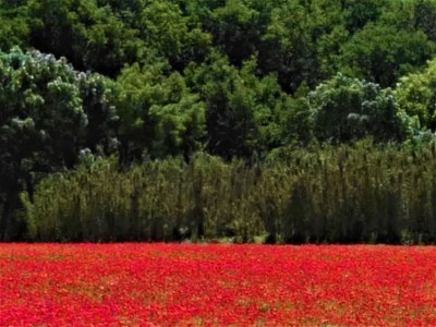 Un mare di papaveri