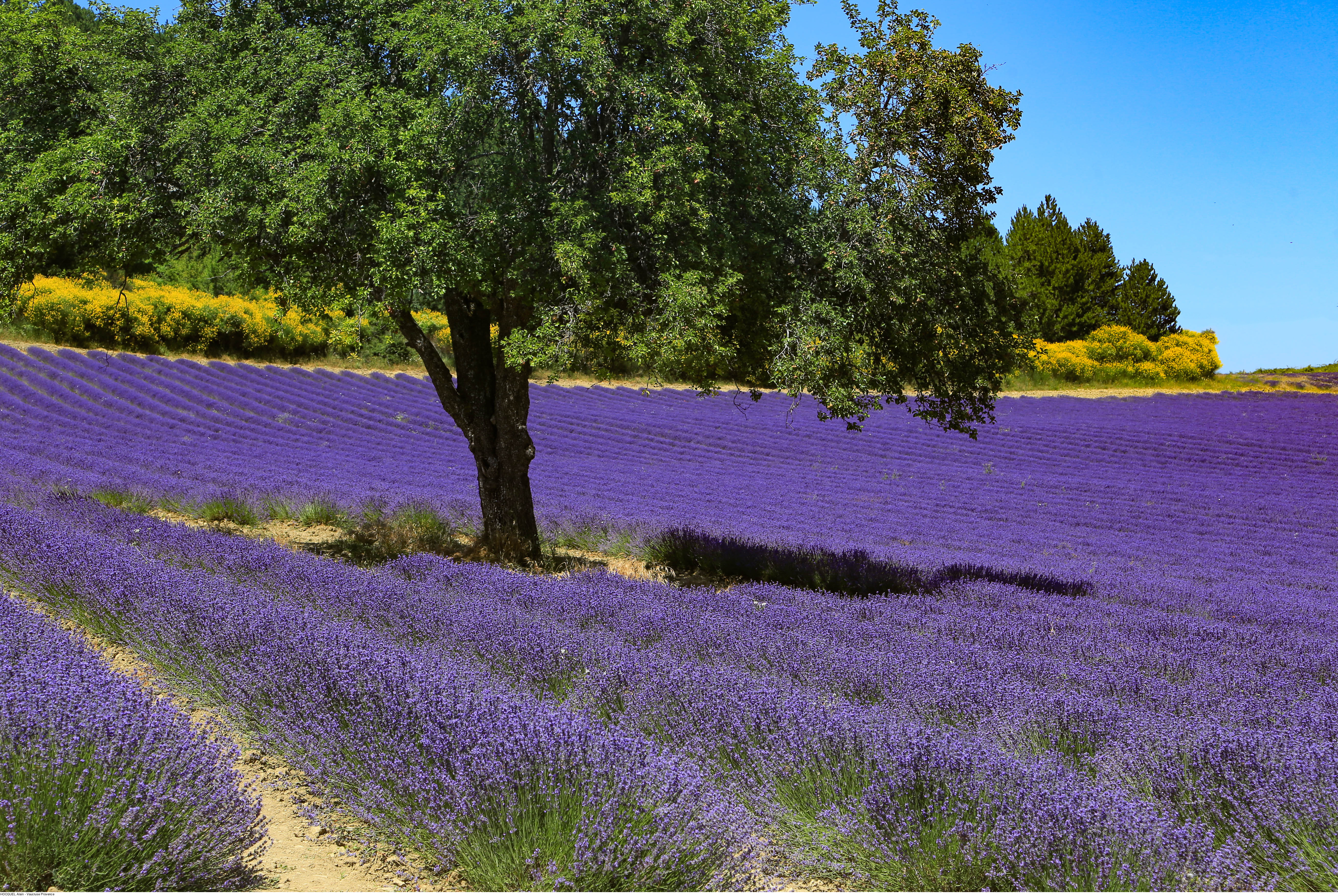 Una distesa di lavanda © Alain Hocquel