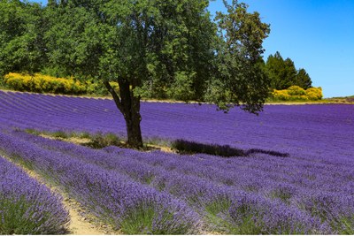 Una distesa di lavanda © Alain Hocquel