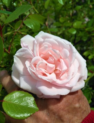Una rosa è una rosa è una rosa...