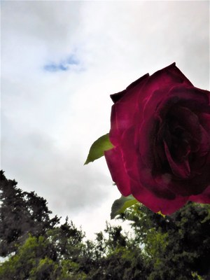 Una rosa nel giardino di Rosaline