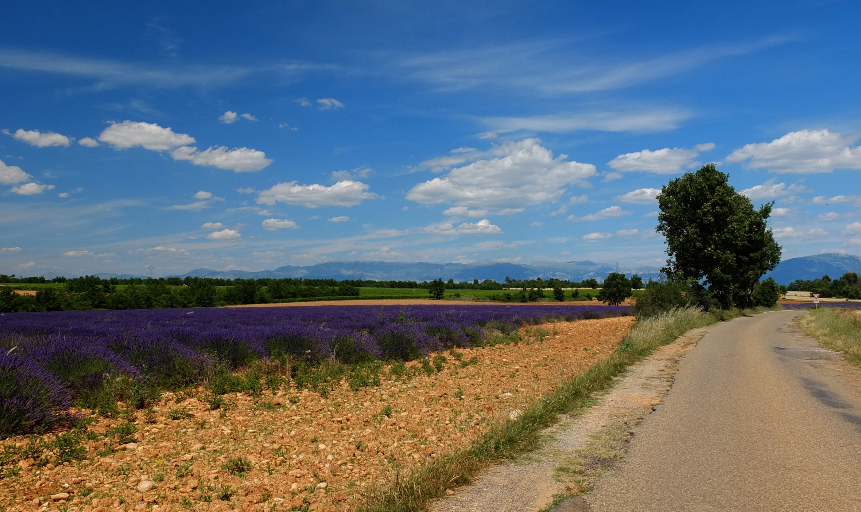 Una strada tra i campi di lavanda