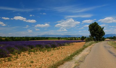 Una strada tra i campi di lavanda