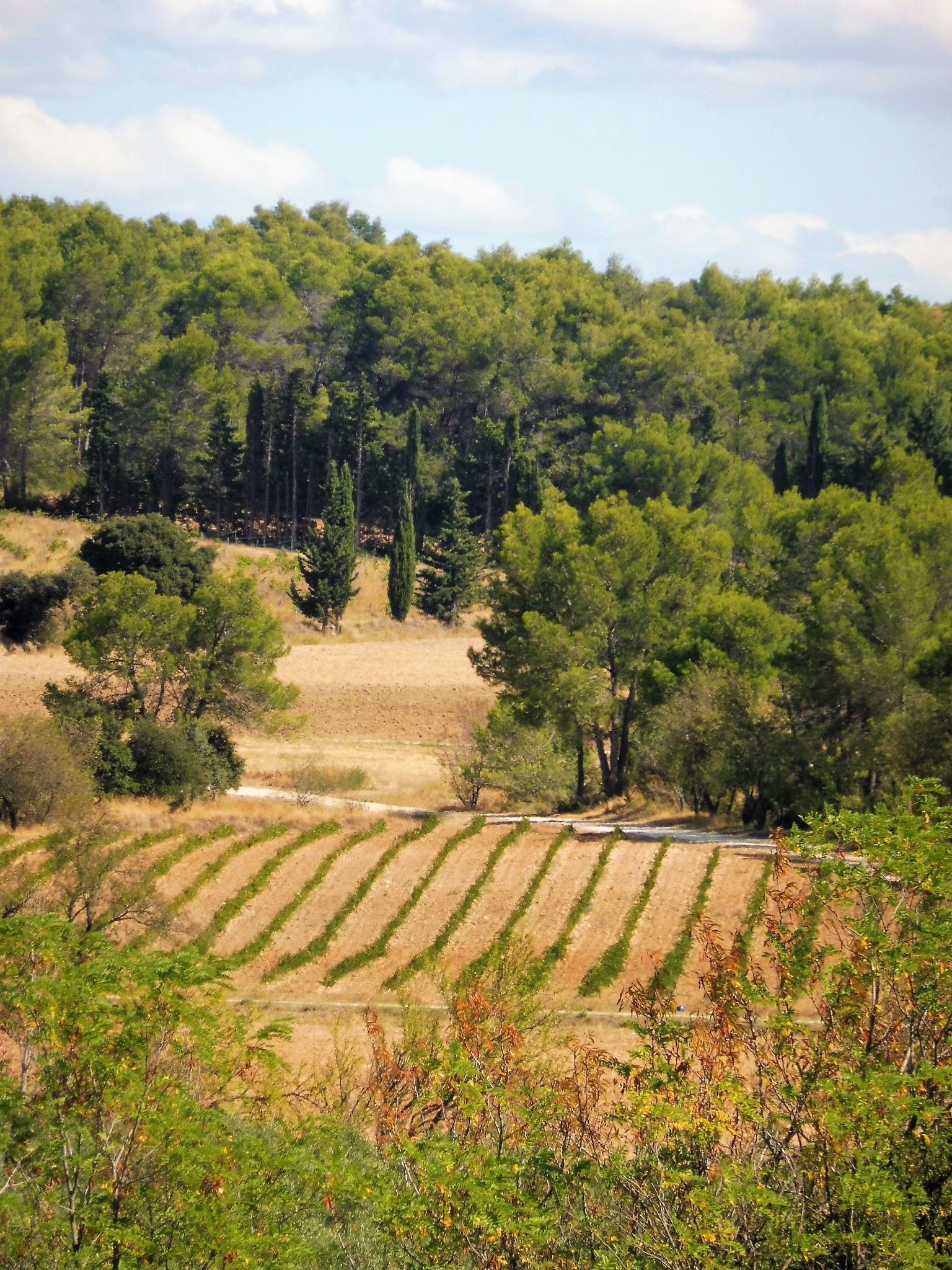 Un'estate in Provenza, paesaggio delle Bouches du Rhône