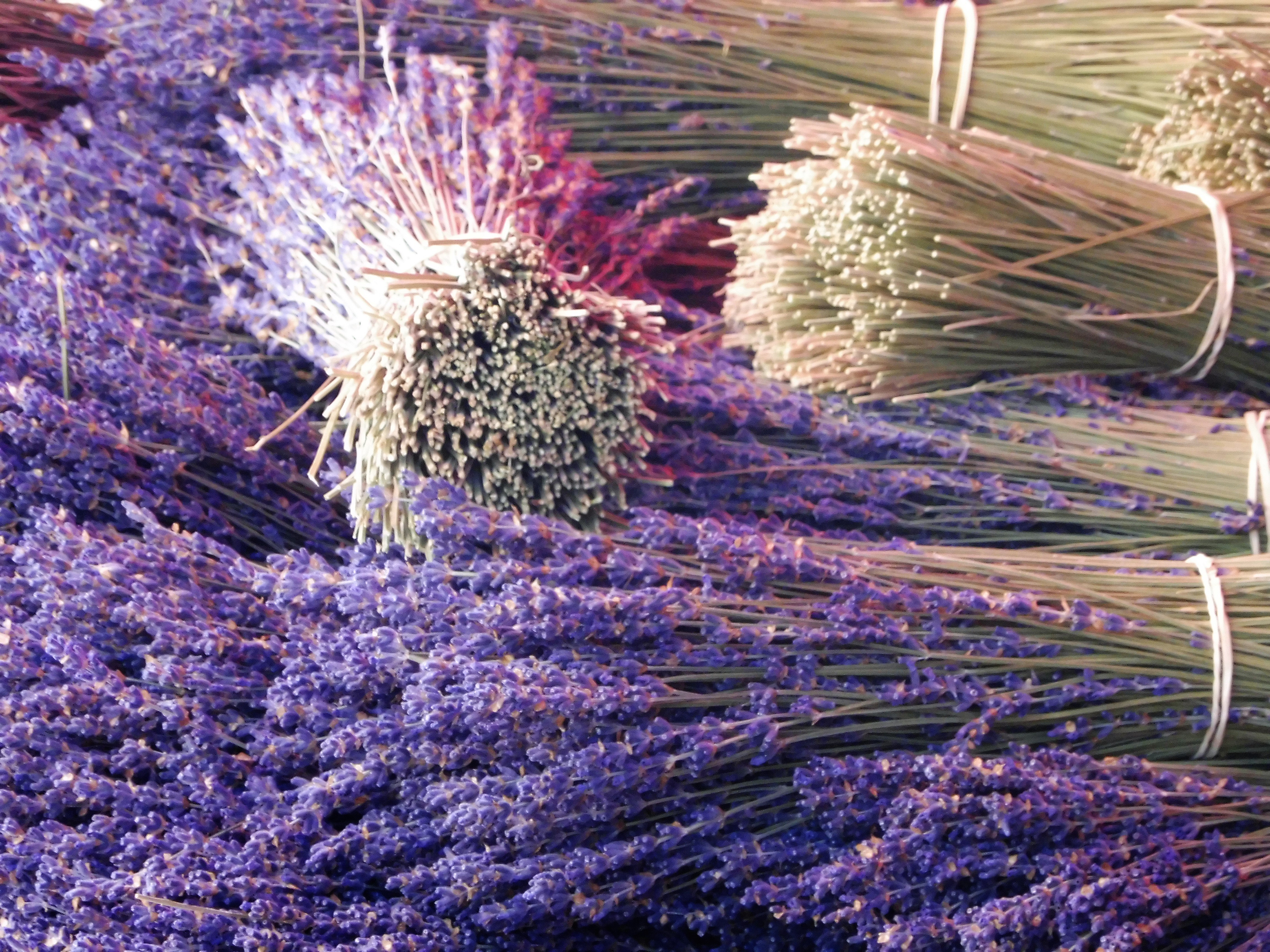 Valensole, mazzi di lavanda al mercato