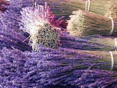 Valensole, mazzi di lavanda al mercato