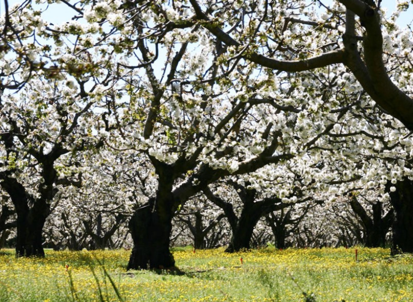Vaucluse, ciliegi in fiore