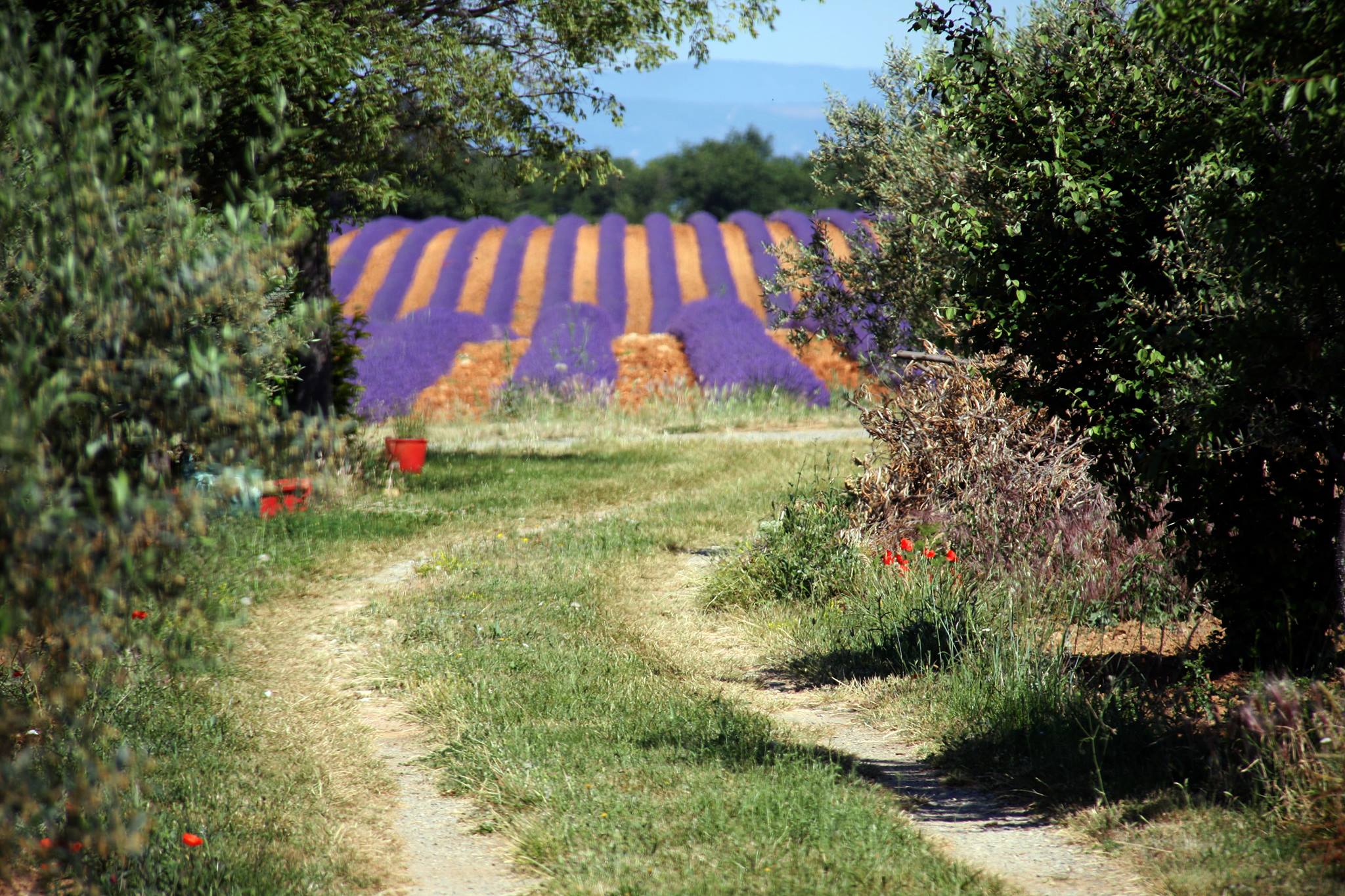 Verso i campi di lavanda a  Valensole © Gianni Ottonello