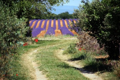 Verso i campi di lavanda a  Valensole © Gianni Ottonello