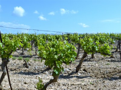 Vigne nella valle del Rodano