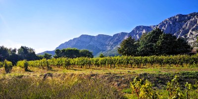 Vigneti ai piedi della Sainte-Victoire