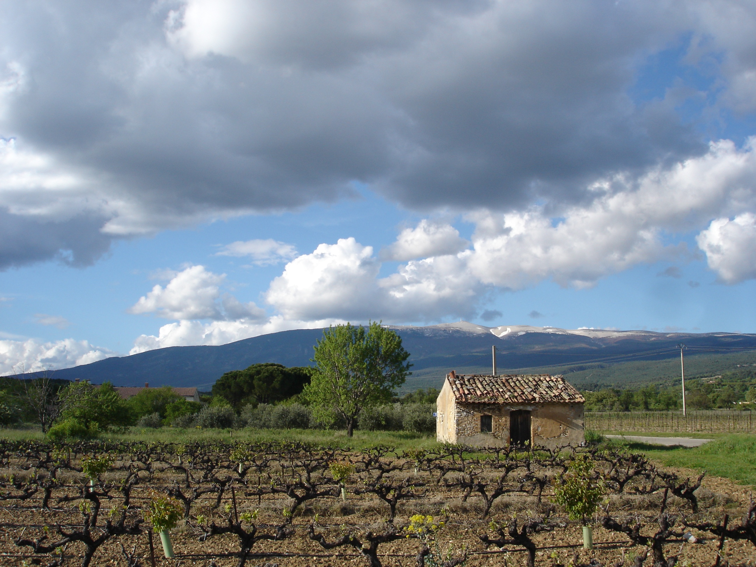Vigneto ai piedi del Mont Ventoux