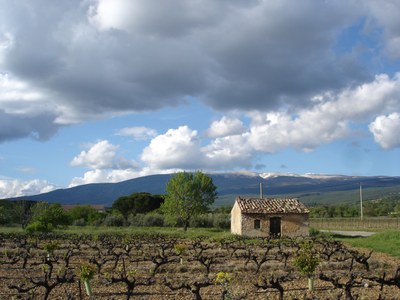 Vigneto ai piedi del Mont Ventoux