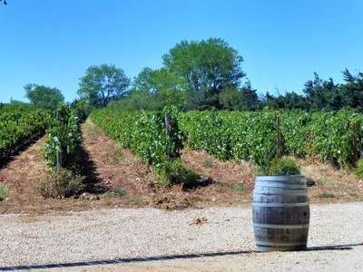 Vigneto della valle del Rodano