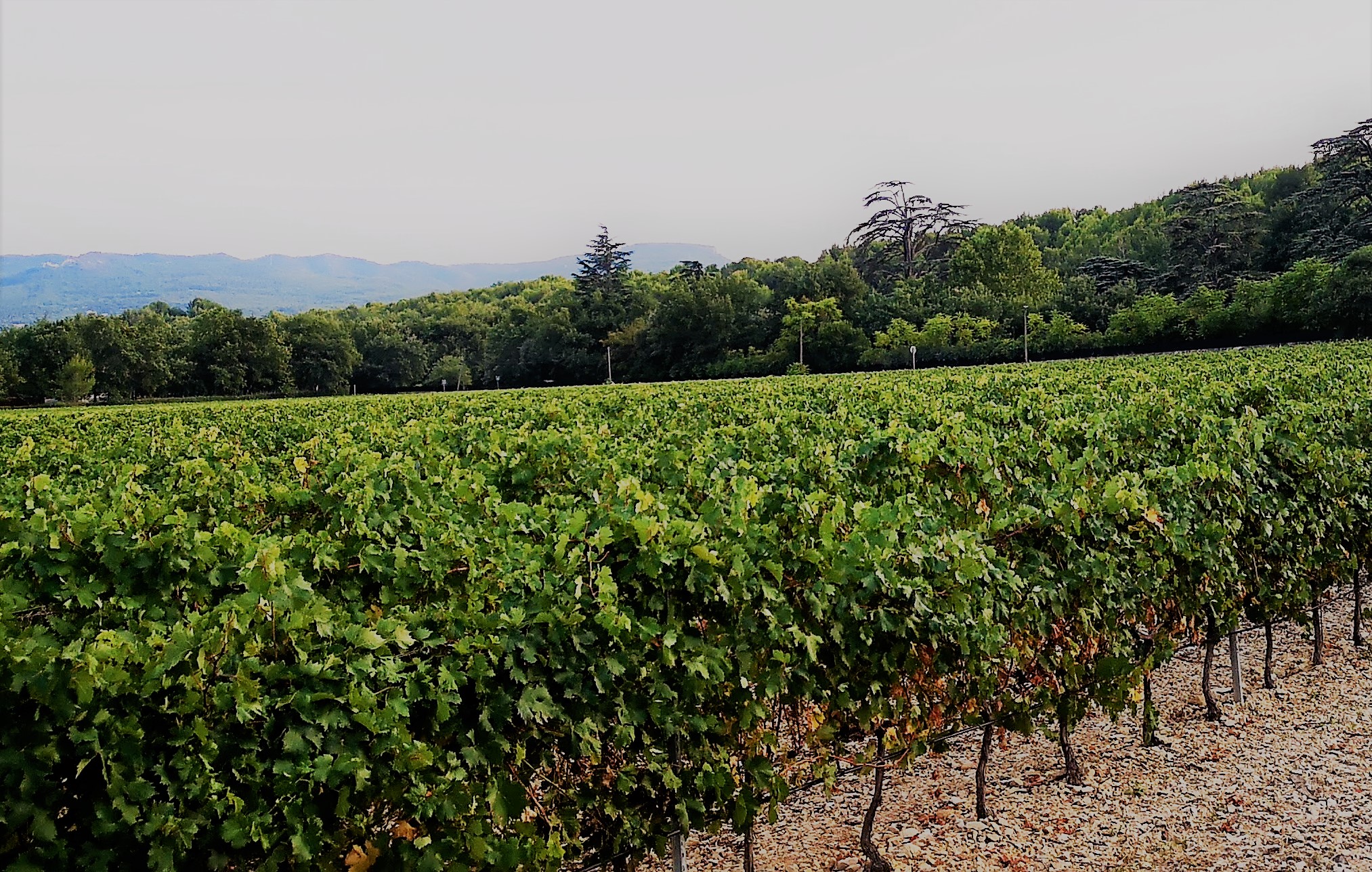 Vigneto nel Luberon