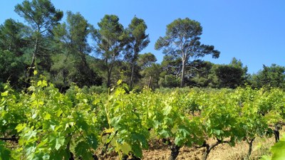 Vigneto nel Var