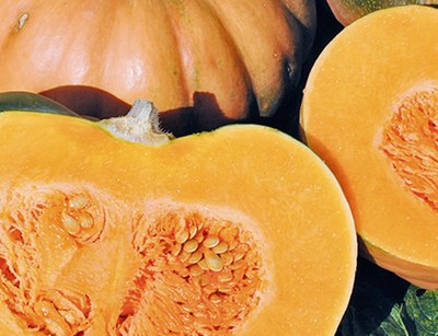 Zucca moscata di Provenza