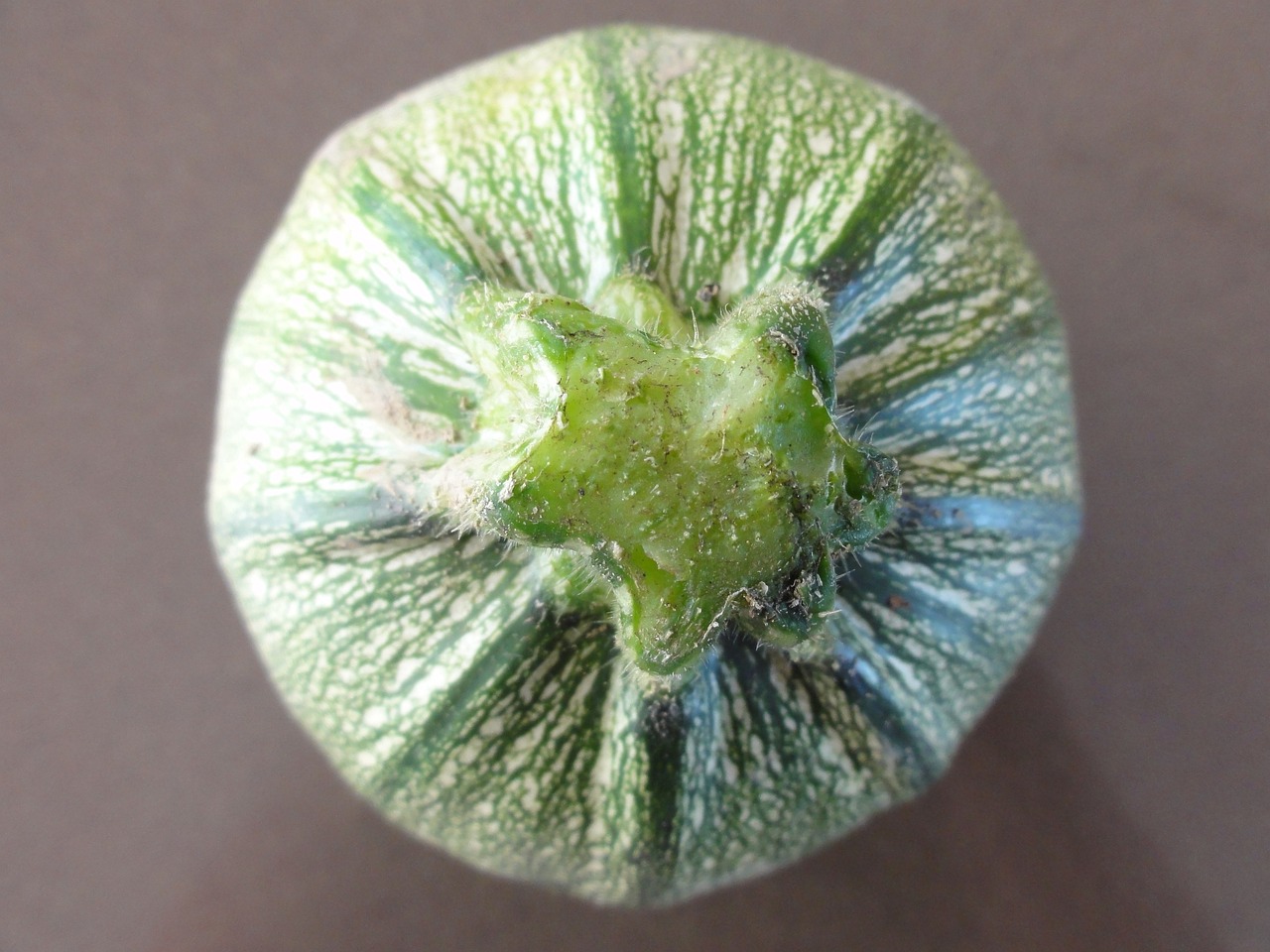 Zucchina rotonda