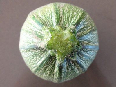 Zucchina rotonda